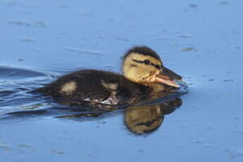 Canard colvert