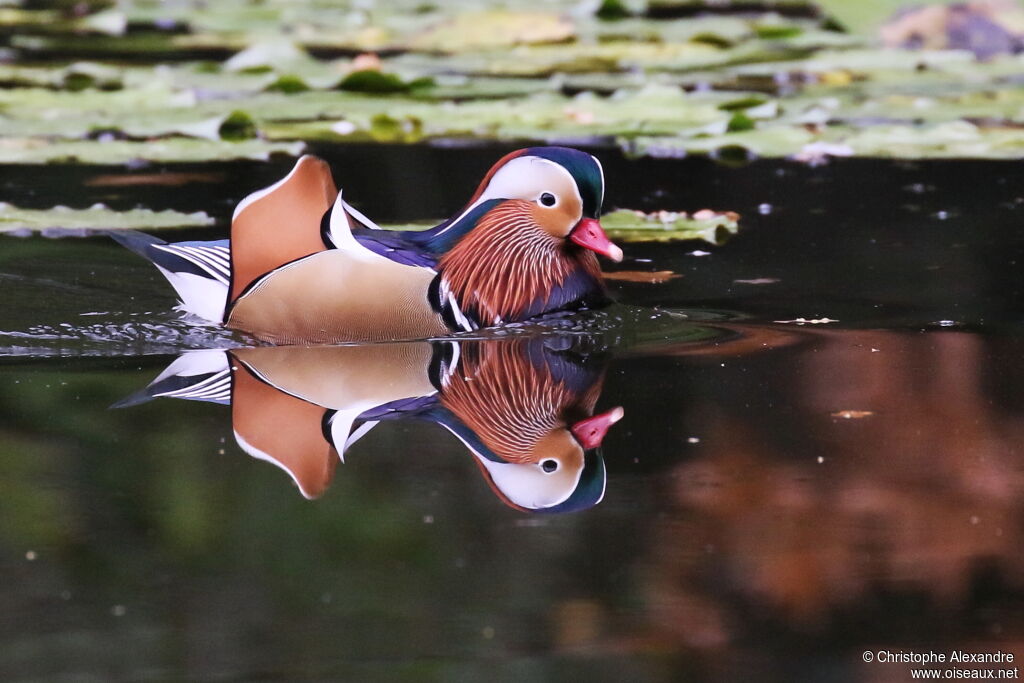 Mandarin Duck male adult