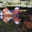 Canard mandarin