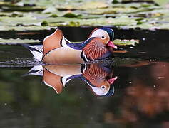 Canard mandarin