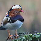 Canard mandarin