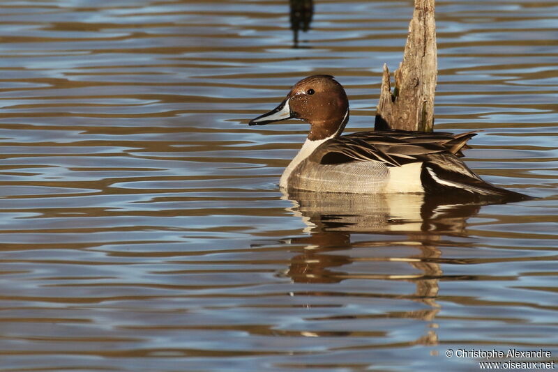 Northern Pintail male adult