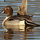 Canard pilet
