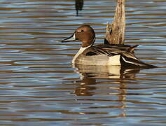 Canard pilet