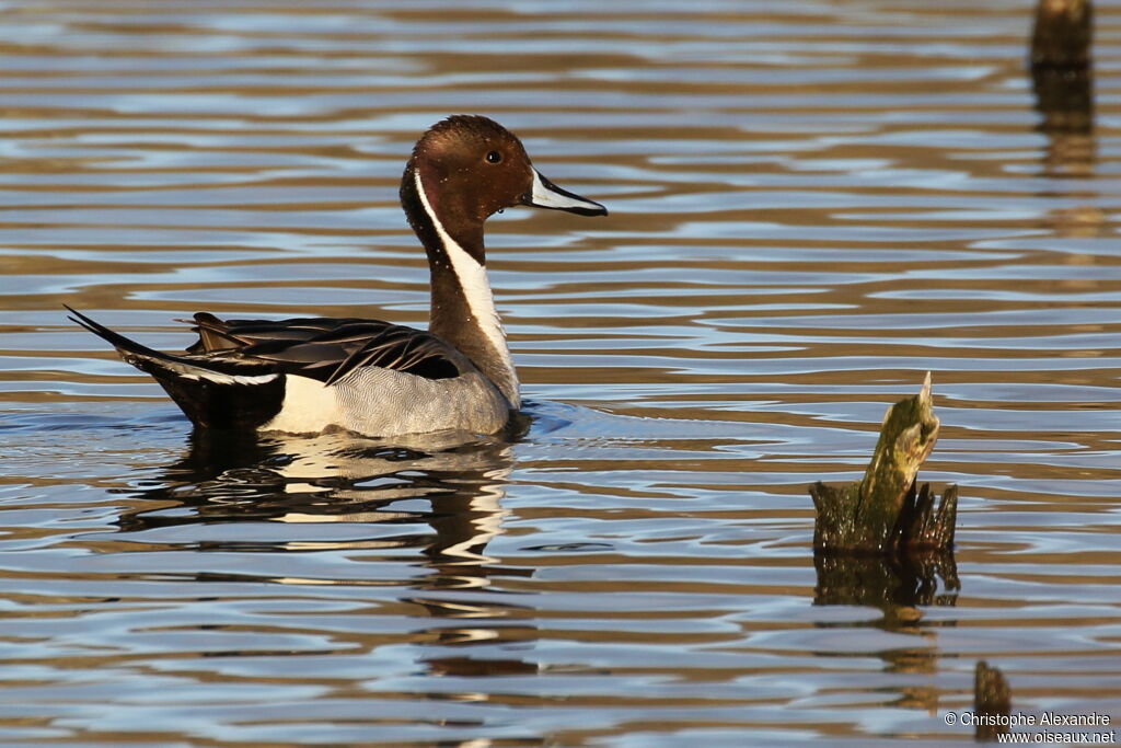 Canard pilet mâle adulte