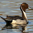 Canard pilet