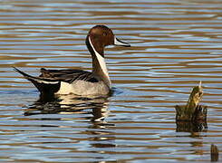 Canard pilet