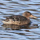 Canard souchet