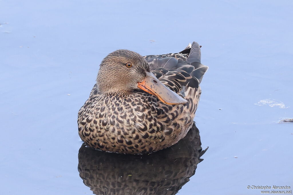 Canard souchet mâle adulte