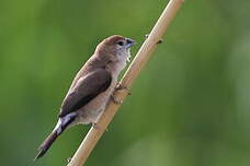 Capucin bec-de-plomb