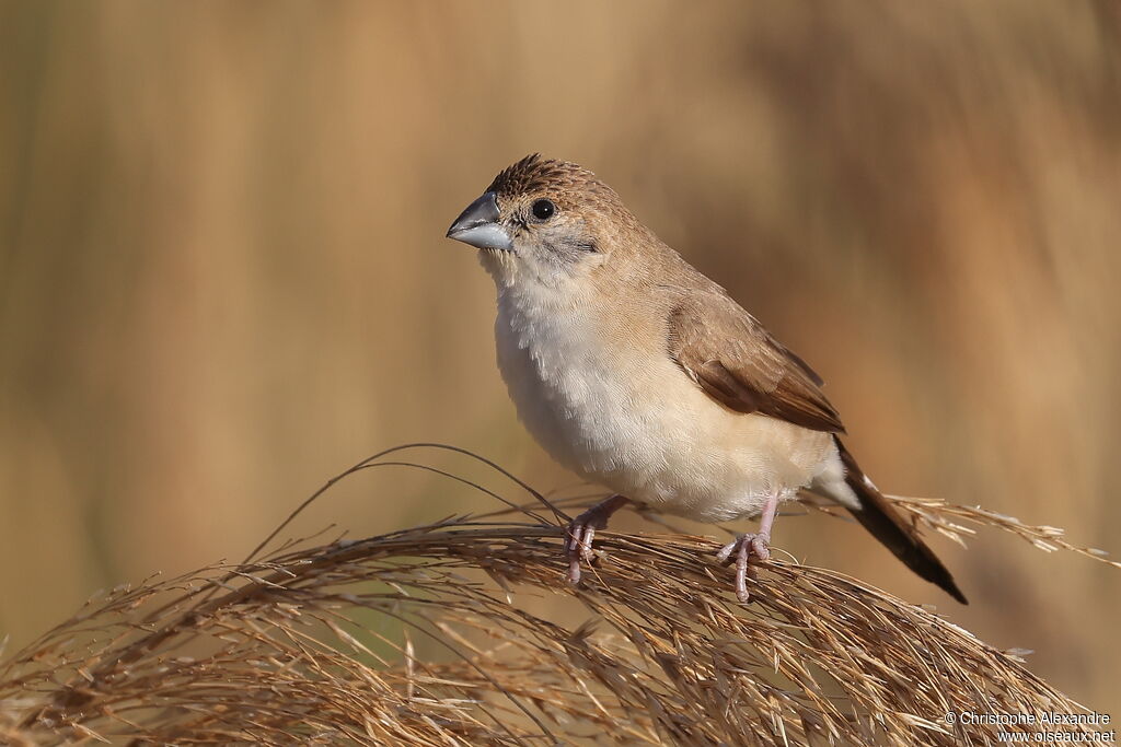 Capucin bec-de-plomb