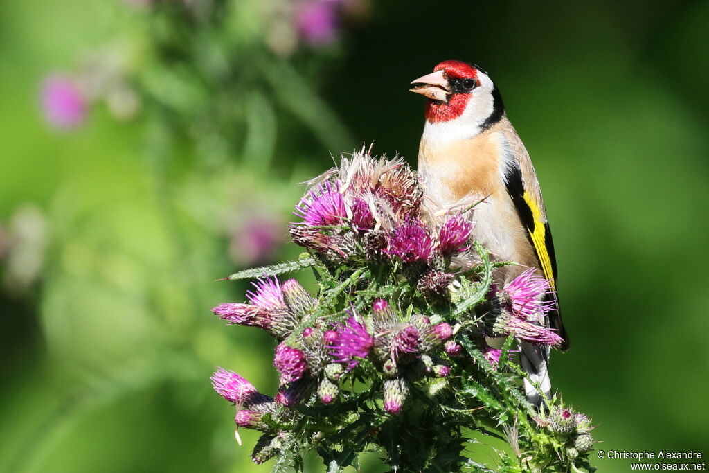 European Goldfinchadult