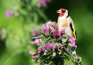 Chardonneret élégant