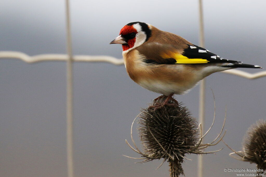 Chardonneret élégantadulte