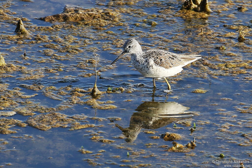 Chevalier aboyeuradulte nuptial