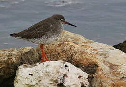 Common Redshank