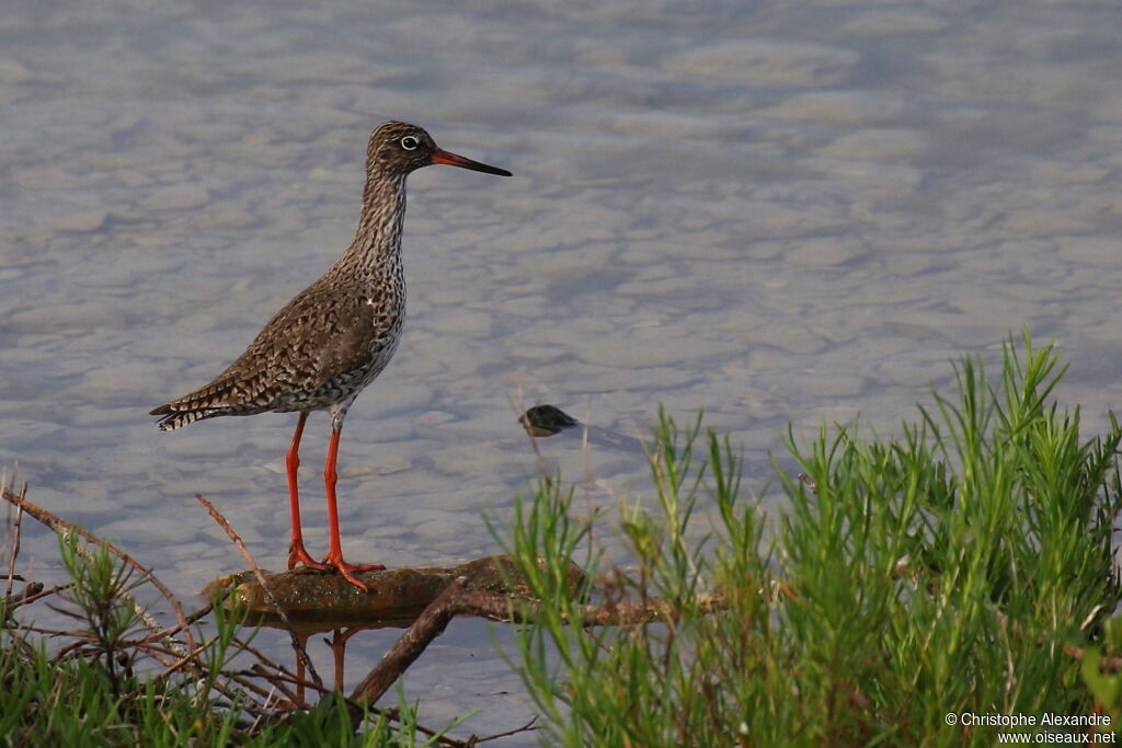 Common Redshankadult breeding