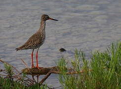 Common Redshank