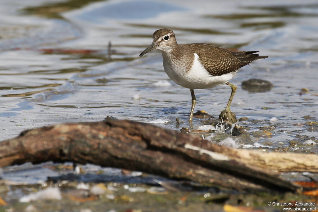 Common Sandpiperadult post breeding