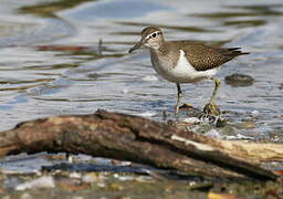 Common Sandpiper