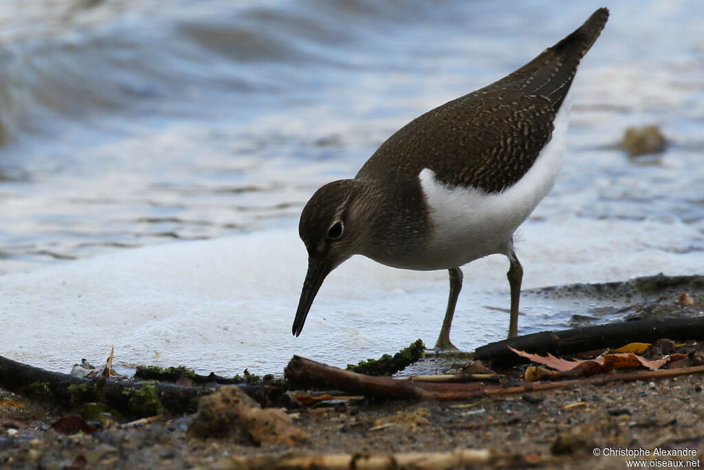 Common Sandpiperadult post breeding