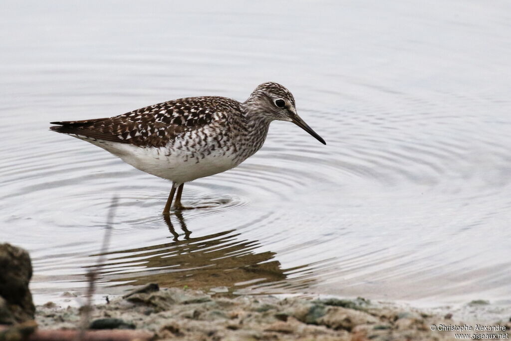 Wood Sandpiperadult breeding