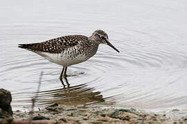 Wood Sandpiper