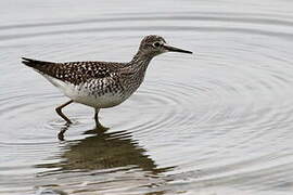 Wood Sandpiper