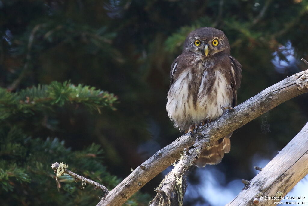 Eurasian Pygmy Owljuvenile