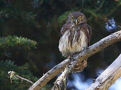 Eurasian Pygmy Owl