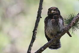 Eurasian Pygmy Owl