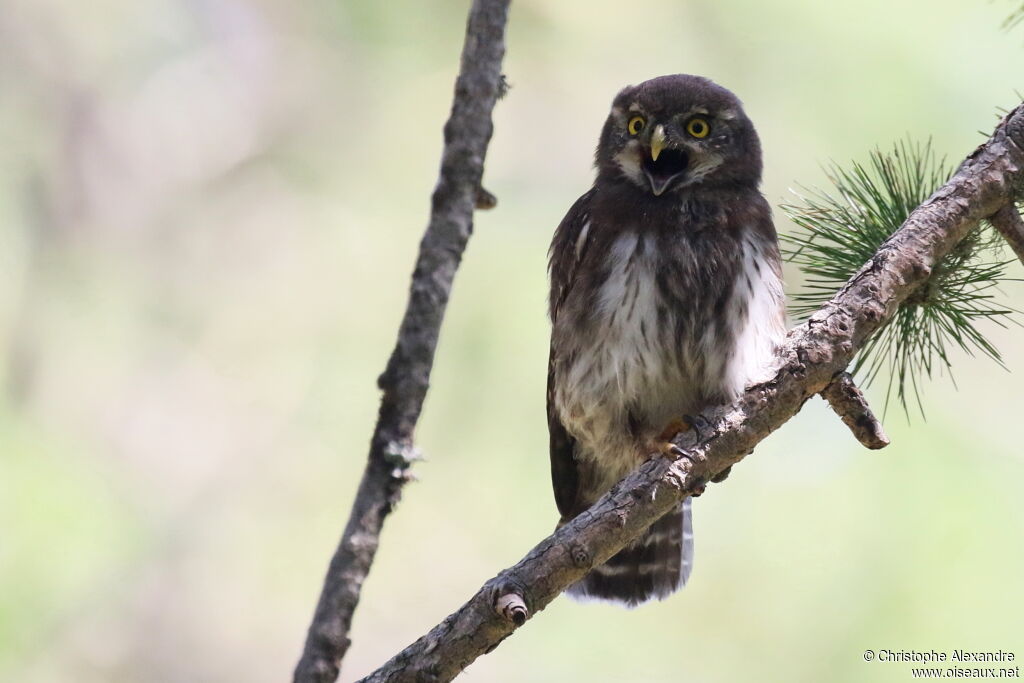 Eurasian Pygmy Owljuvenile