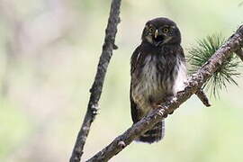 Eurasian Pygmy Owl