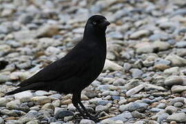 Western Jackdaw