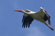 Cigogne blanche