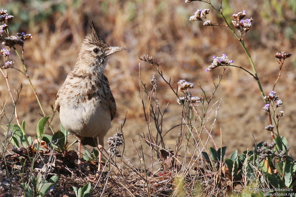 Cochevis huppéadulte