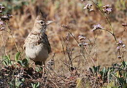 Crested Lark