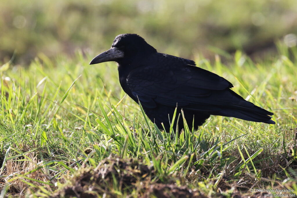 Corbeau freuxadulte