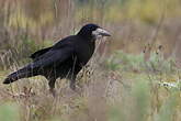 Corbeau freux