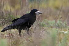 Corbeau freux