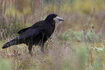 Corbeau freux