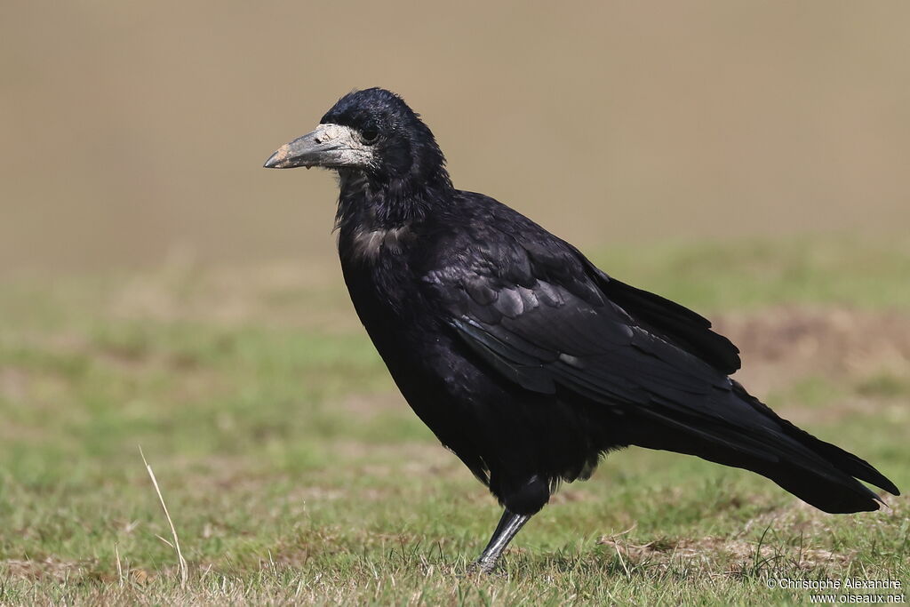 Corbeau freuxadulte internuptial