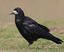 Corbeau freux