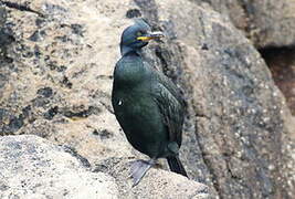 European Shag