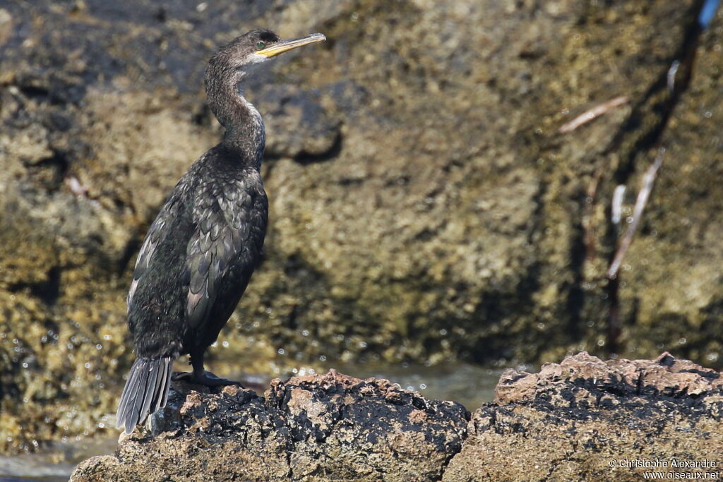 Cormoran huppé1ère année