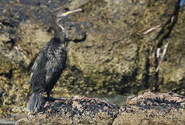 European Shag