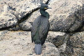 Cormoran huppé