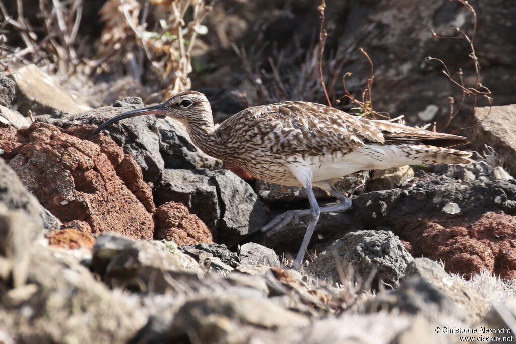 Eurasian Whimbrel