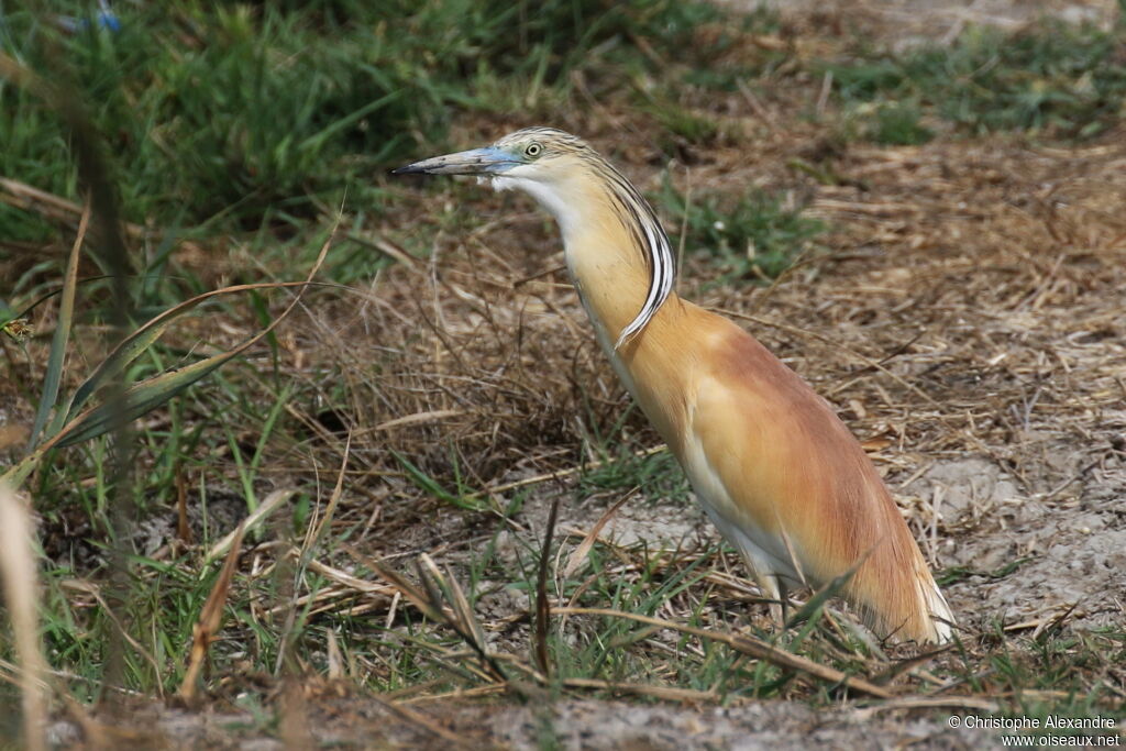 Crabier cheveluadulte