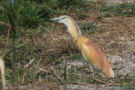 Squacco Heron